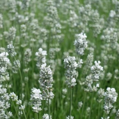 Lavendel (Lavandula Angustifolia) - 6x - Witte - Alba - Vaste planten - Bijen-Vlinders - Snijbloemen