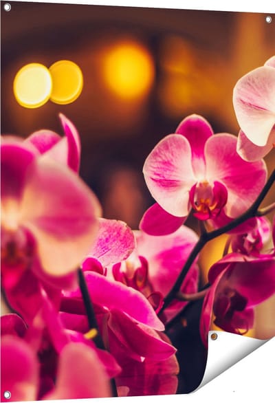 Gards Tuinposter Roze Orchidee Bloemen - 80x100 cm - Tuindoek - Tuindecoratie - Wanddecoratie buiten - Tuinschilderij