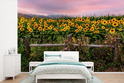 Behang - Fotobehang Zonnebloem - Bloemen - Planten - Breedte 525 cm x hoogte 350 cm