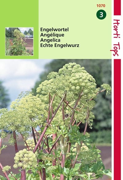 2 stuks Hortitops Engelwortel Angelica Arch.