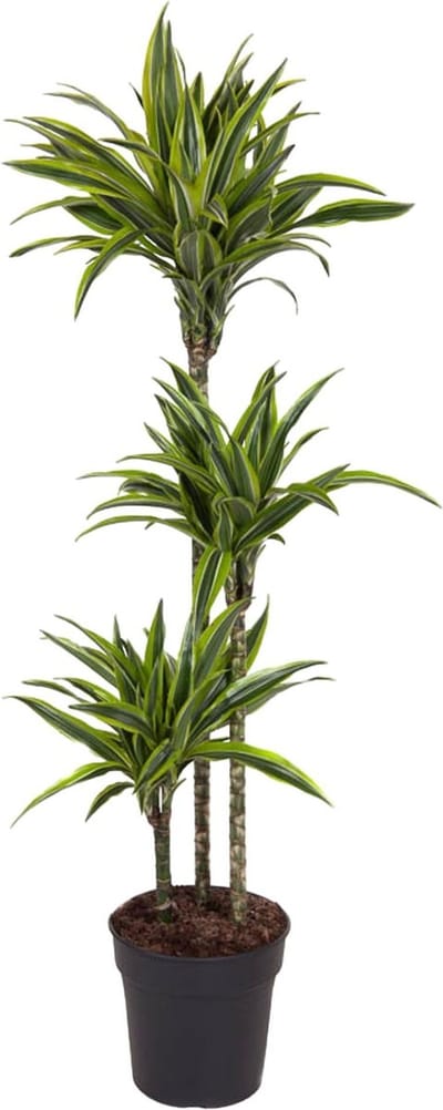 Dracaena Lemon Lime - 140 cm - ø24