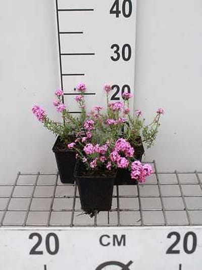 6x Steenkers - Aethionema arm. 'Warley Rose' | 9x9 cm pot