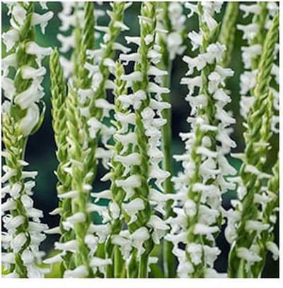 Moerings Spiranthes Cernua Chadds Ford | Schroeforchis | In 9CM pot