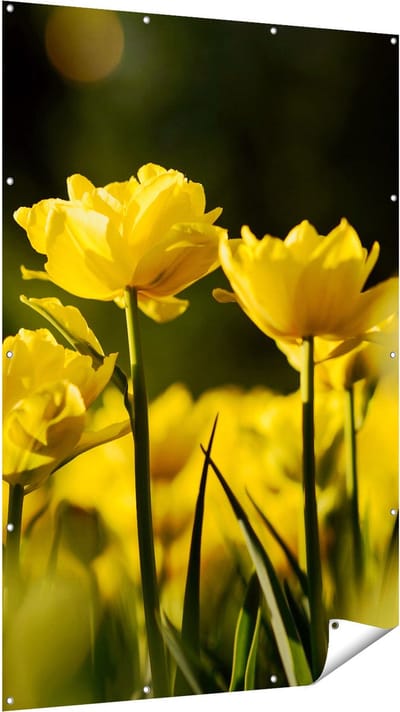 Gards Tuinposter Gele Tulpen - Bloemen - 120x180 cm - Tuindoek - Tuindecoratie - Wanddecoratie buiten - Tuinschilderij