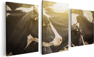 Artaza Canvas Schilderij Drieluik Zwart Wit Koeien In De Wei Met Zon - 120x60 - Foto Op Canvas - Canvas Print