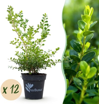 Green boutiQ - Buxus Haag - BetterBuxus Babylon Beauty - Resistant tegen de Buxus schimmel - 12 planten - 2 strekkende meter - pot 13cm hoogte 30-35