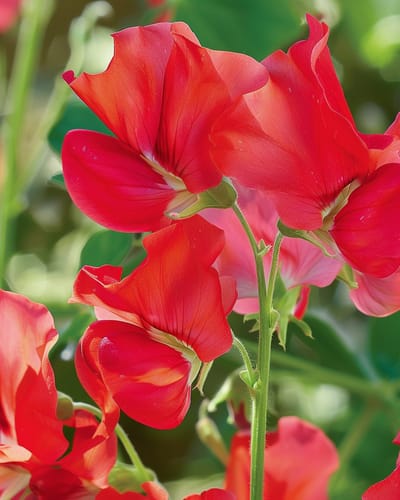 2 sets - Reukerwt Zaden Royal Family Rood Lathyrus Odoratus Eenjarig