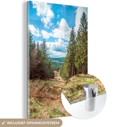 ® Glasschilderij 120x180 cm - Schilderij acrylglas - Dennenbossen in het Nationaal park Northumberland in Engeland - Foto op glas - Muurdecoratie woonkamer - Wanddecoratie slaapkamer - Schilderijen