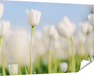 Gards Tuinposter Witte Tulpen - Bloemen - 150x100 cm - Tuindoek - Tuindecoratie - Wanddecoratie buiten - Tuinschilderij