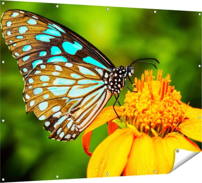 Gards Tuinposter Blauwe Vlinder bij een Oranje Bloem - 160x120 cm - Tuindoek - Tuindecoratie - Wanddecoratie buiten - Tuinschilderij