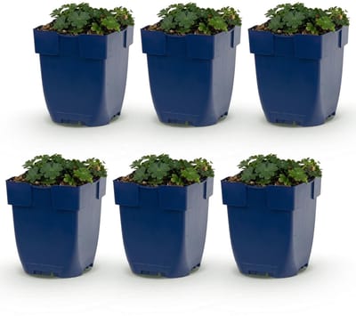 Green boutiQ - Vasteplant - Geranium sang. Max Frei - Ooievaarsbek - Bodembedekkend - Roze - 6 Planten - Pot 11cm - Hoogte 15-25cm