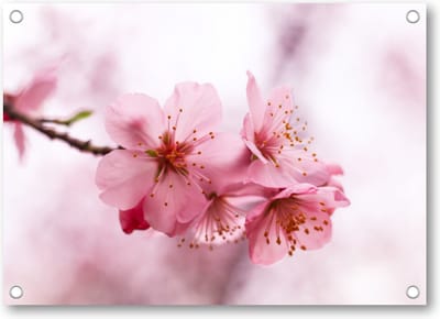Roze Bloesem - Tuinposter 70x50 - Wanddecoratie - Minimalist - Natuur - Bloemen