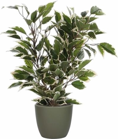 Mica Decorations Ficus kunstplant - groen/wit - 40 cm - met plantenpot - dennengroen - keramiek - D13.5 en H12.5 cm