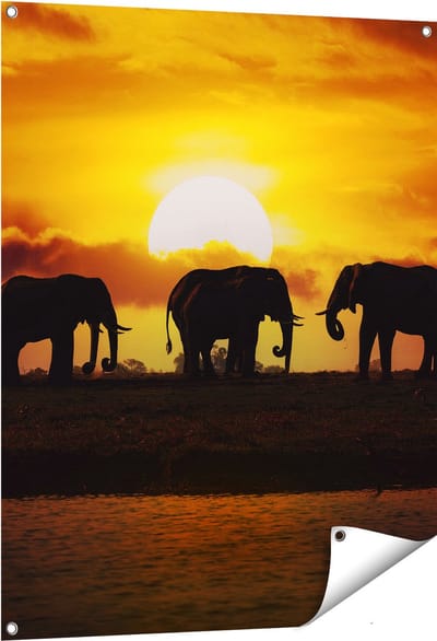 Gards Tuinposter Silhouet Olifanten tijdens Zonsondergang - 80x100 cm - Tuindoek - Tuindecoratie - Wanddecoratie buiten - Tuinschilderij