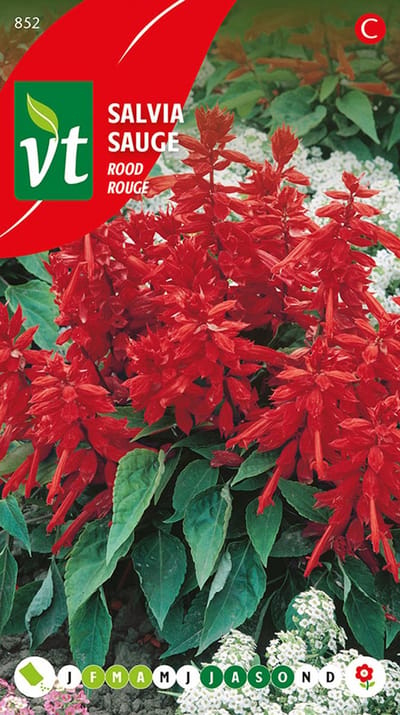 Salvia 'Splendens Rood' Zaden - Traditionele en Langbloeiende Favoriet