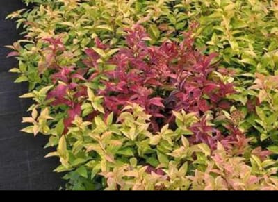 Spiraea jap. 'Goldflame' - Spierstruik , Japanse Spirea , Japanse Spierstruik 40- 50 cm in pot