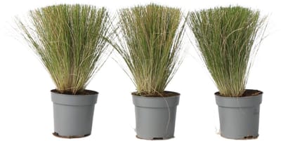 Plant in a Box - Stipa tenuifolia 'Pony Tails' - Set van 3 Stipa 'ponytail' grassen - Verdergras - Pot 9cm - Hoogte 20-30cm