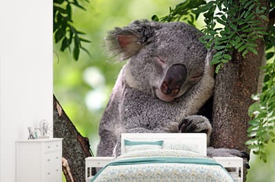 Behang - Fotobehang Koala - Portret - Bladeren - Breedte 265 cm x hoogte 220 cm