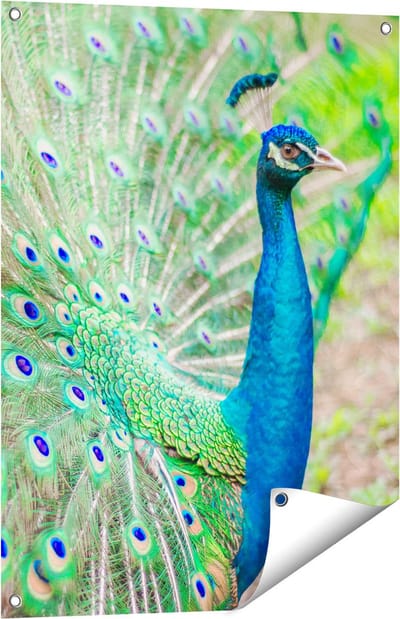 Gards Tuinposter Pauw met Kleurrijke Veren - 60x80 cm - Tuindoek - Tuindecoratie - Wanddecoratie buiten - Tuinschilderij