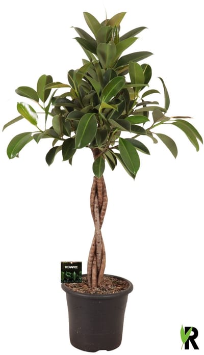 Ficus Elastica Melany gevlochten stam 140 cm - Kamerplant - Potmaat Ø32 cm