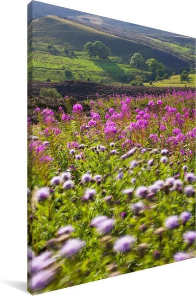 Wilde bloemen op de heide in het Nationaal park Northumberland in Engeland Canvas 20x30 cm - klein - Foto print op Canvas schilderij (Wanddecoratie woonkamer / slaapkamer)