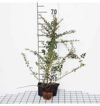 12x Dwergmispel - Cotoneaster radicans 'Eichholz' | 9x9 cm pot