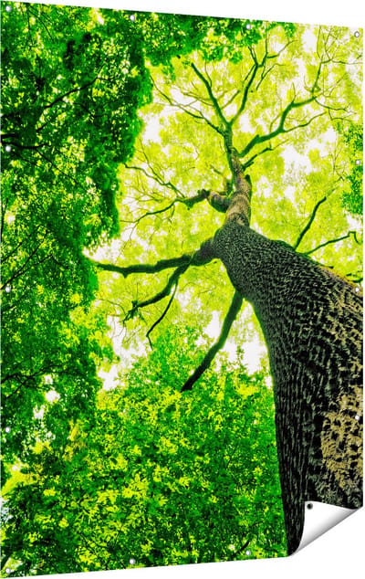 Gards Tuinposter Boom in het Bos met Fel Groene Bladeren - 120x160 cm - Tuindoek - Tuindecoratie - Wanddecoratie buiten - Tuinschilderij