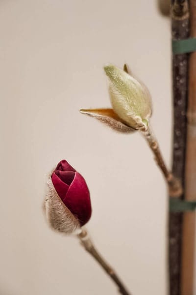 Jonge Beverboom | Magnolia 'Black Tulip' | 150-200cm hoogte
