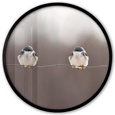 Poster in lijst Rond - Fotolijst 40x40 cm - Posters - Vogels - Dieren - Draad - Portret - Ronde posterlijst zwart - Decoratie - Wanddecoratie woonkamer - Muurdecoratie slaapkamer
