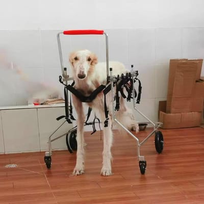 Huisdieren Rolstoel - Honden Hulp - Ondersteunen Mobiliteit - Verstelbaar Ontwerp - Extra Groot XXXL - Metaal