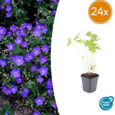 Trendyplants - Geranium 'Johnson’s Blue' - 24 stuks - Ooievaarsbek - Winterhard - Hoogte 10-30 cm - Potmaat Ø9cm
