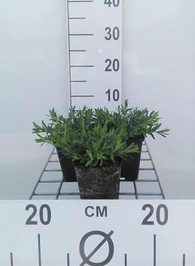6x Steenanjer - Dianthus delt. 'Albiflorus' | 9x9 cm pot