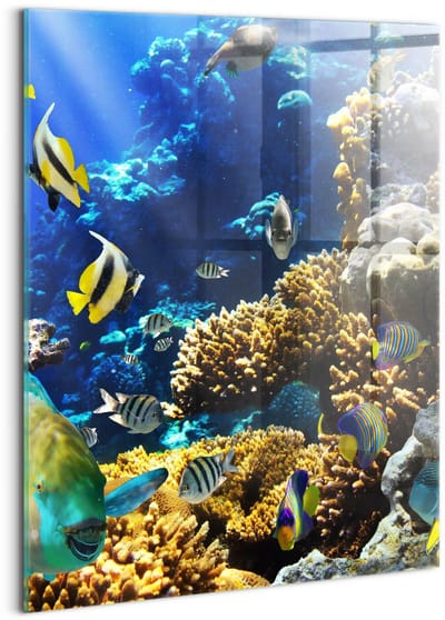 Wallfluent Glasschilderij - Foto van vissen op een koraalrif. Foto Op Glas - 60x80 cm - Veelkleurig Verticale Muurschildering - Dieren Schilderij Op Glas - Glazen Schilderij - Schilderij Glas
