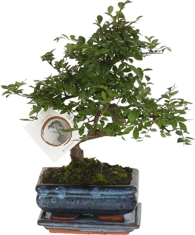 Plant in a Box - Bonsai 'Zelkova' - S-vormig - Hoogte 20–30cm - Pot 15cm - Kamerplant - Japanse stijl bonsai