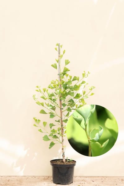 Jonge Zuilvormige Japanse Notenboom | Ginkgo biloba 'Blagon' | 80-100cm hoogte