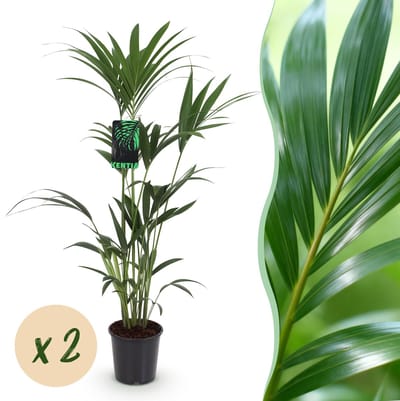 Plantenboetiek.nl | Howea Forsteriana - Kentia Palm - Weinig Onderhoud - Groen - 2 planten - Ø21cm - 120-130cm hoog - Kamerplant - Groenblijvend