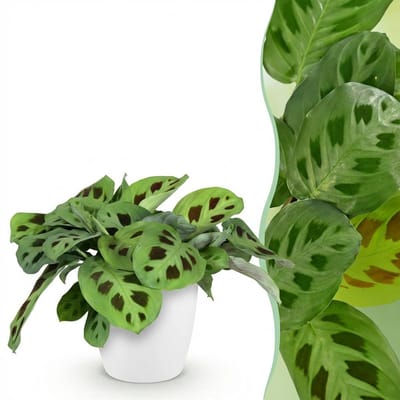Plantenboetiek.nl | Maranta Fascinator Kerchoveana - Zebraplant - Huisdiervriendelijke Plant - Groen - met Potter Wit - Ø12cm - 25cm hoog - Kamerplant - Arrangement - Plant met pot