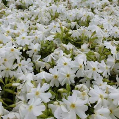 6 x Phlox 'Calvides White' - Vlambloem pot 9x9cm