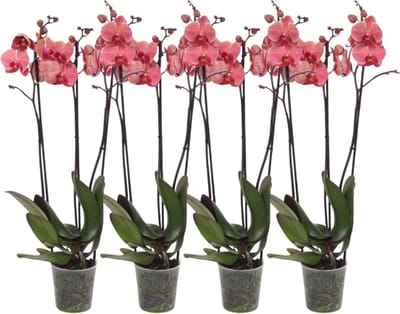 Set van 4 - Phalaenopsis Narbonne - 3 tak orchidee - 60 cm - Ø12cm