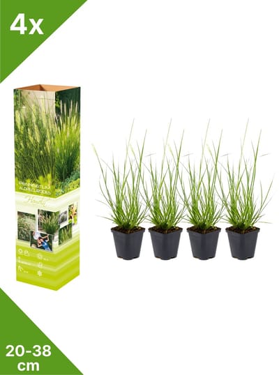 GARDENZO - 4x Lampepoetsergras - Pennisetum alop. 'Hameln' - in P9 pot