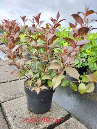 Plants Online - Tuinplanten - Heesters - Set van 1 - Weigela florida 'Victoria' - 3 liter pot - Plant 40-50 cm
