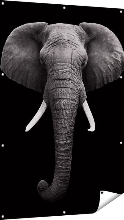Gards Tuinposter Olifantenkop - Olifant - Zwart Wit - 100x150 cm - Tuindoek - Tuindecoratie - Wanddecoratie buiten - Tuinschilderij