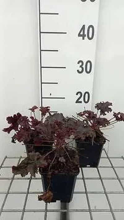 6x Purperklokje - Heuchera hybr. 'Purple Petticoats' | 9x9 cm pot