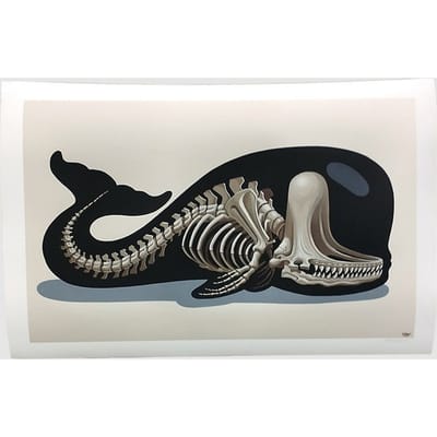 Nychos Sperm Whale Skeleton Fine Kunstdruk patroon