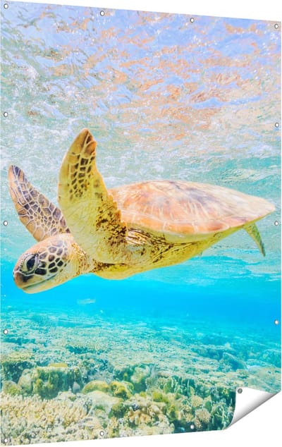 Gards Tuinposter Schildpad Zwemt in de Zee bij het Rif - 120x160 cm - Tuindoek - Tuindecoratie - Wanddecoratie buiten - Tuinschilderij