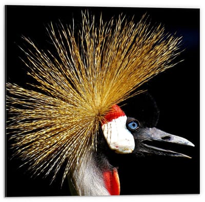 Dibond - Gekroonde Kraan Kop - 50x50cm Foto op Aluminium (Wanddecoratie van metaal)