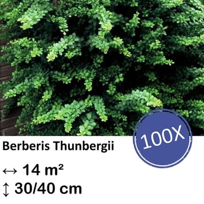 Green Harmony| Berberis thunbergii - 30-50cm - kale wortel