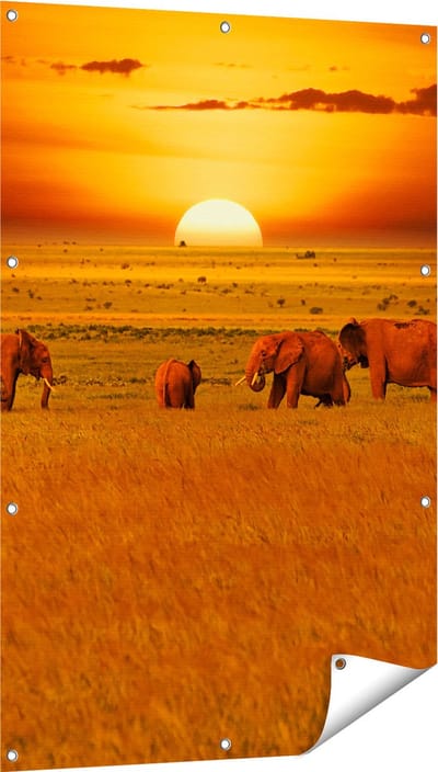 Gards Tuinposter Olifanten in het Wild - Zonsondergang - 80x120 cm - Tuindoek - Tuindecoratie - Wanddecoratie buiten - Tuinschilderij