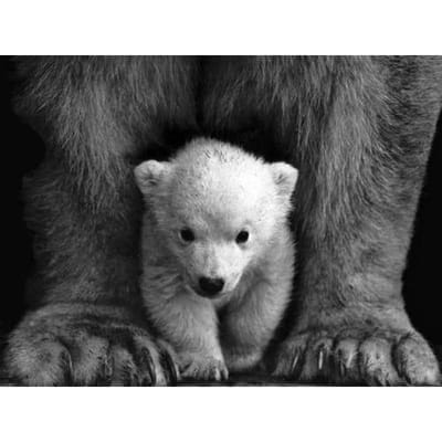 Borduren Handwerk Schilderen Ijsbeer Cub Diamant Borduren 5D Steentjes Borduren Diamant 20X30CM gray