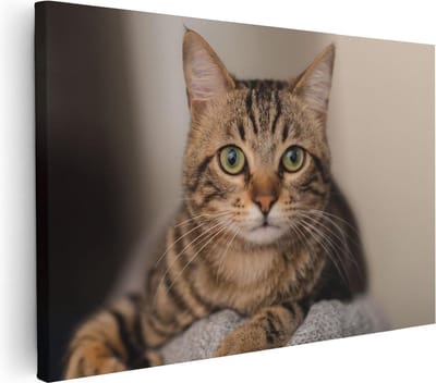 Artaza Canvas Schilderij Katten - 30x20 cm - Klein - Muurdecoratie Dierenkop - Wanddecoratie Woonkamer - Kamer Accessoires